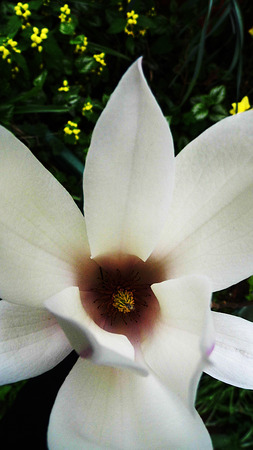 A white magnolia flower growing in partial sunlight against a dark background.の写真素材