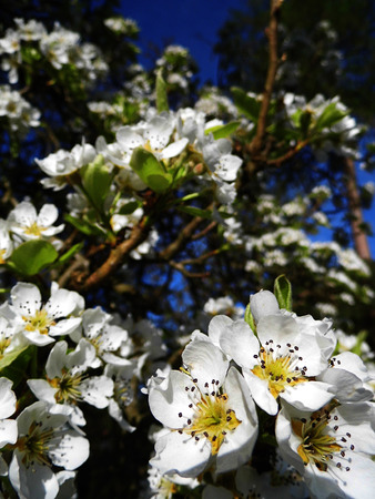 Pear blossom growing in the sun.の写真素材