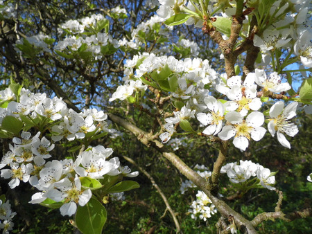 Pear blossom growing in the sun.の写真素材