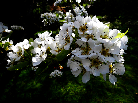Pear blossom growing in the sun.の写真素材