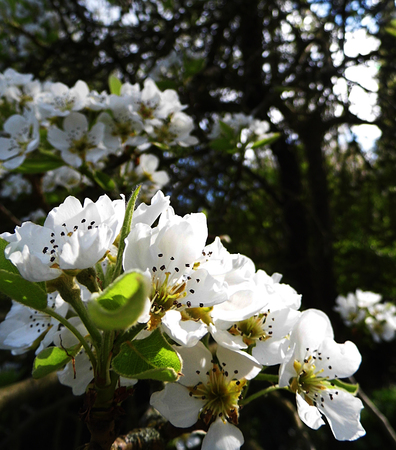 Pear blossom growing in the sun.の写真素材