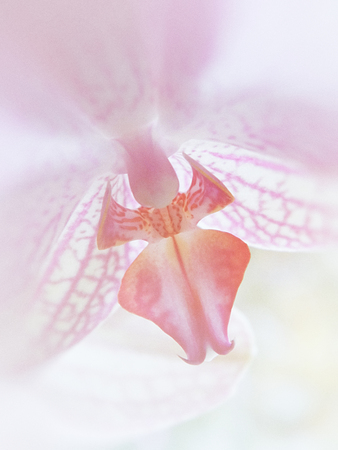 Pink orchid flowers with a delicate pattern. Blur vignette.の写真素材