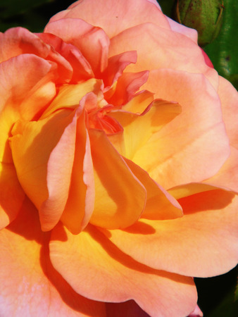 Roseの写真素材