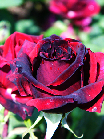 red rose.の写真素材