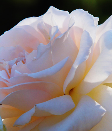 Roseの写真素材