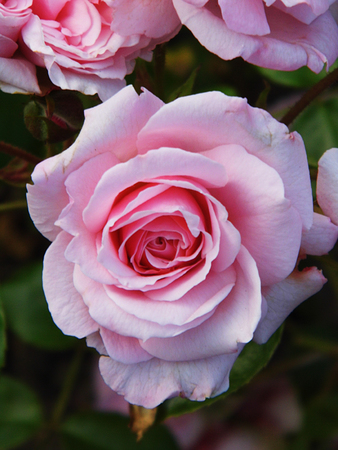 Pink roses.の写真素材