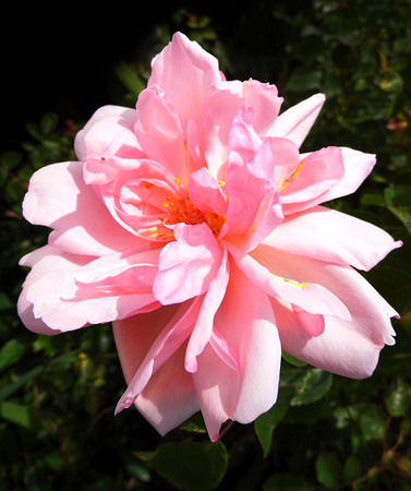 Pink roseの写真素材