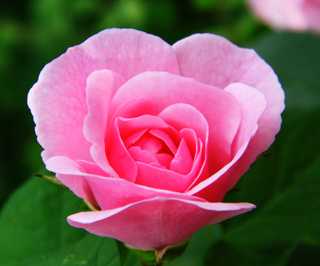 Pink roseの写真素材