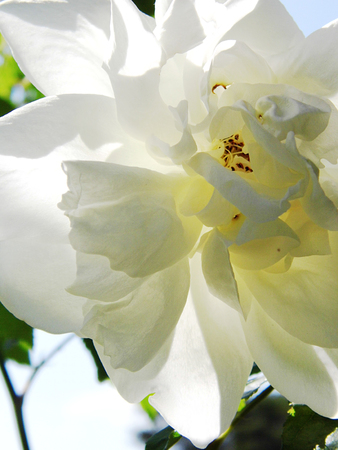 White roseの写真素材