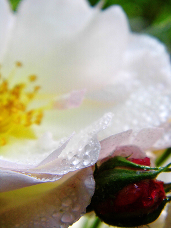 Roseの写真素材