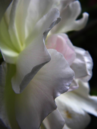 White roseの写真素材
