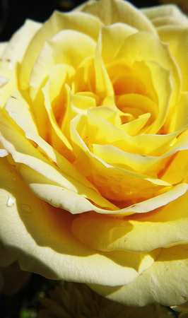 Yellow rose.の写真素材