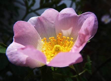Pink wild rose.の写真素材