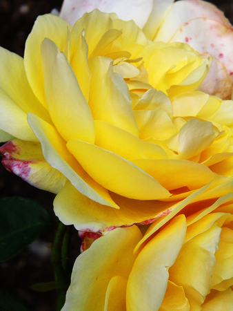 Yellow roses.の写真素材