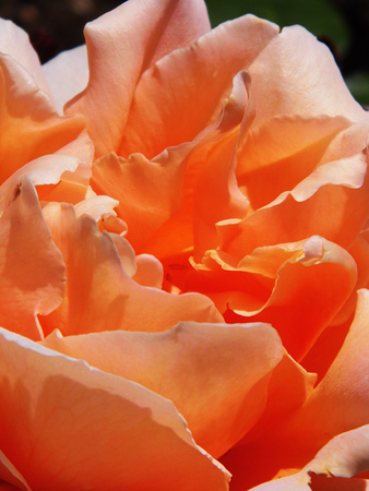 Roseの写真素材