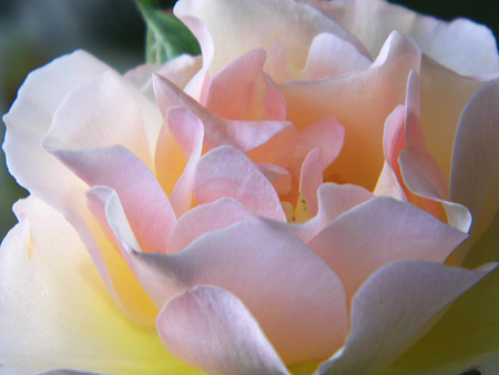 Roseの写真素材