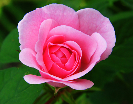 Pink roseの写真素材