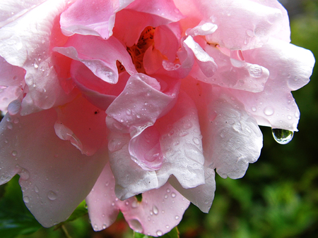 Pink roseの写真素材