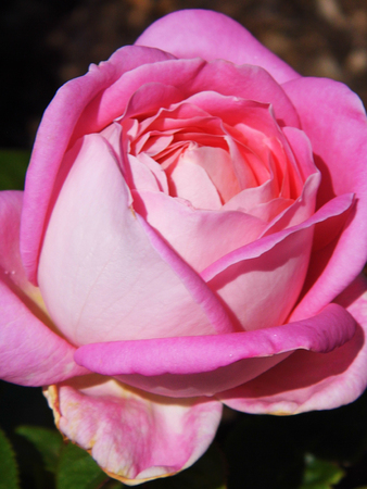 Pink roseの写真素材