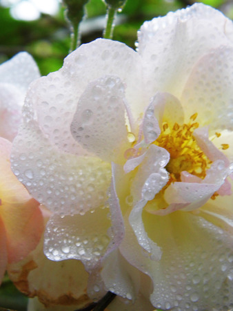 Roseの写真素材