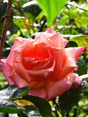 Roseの写真素材