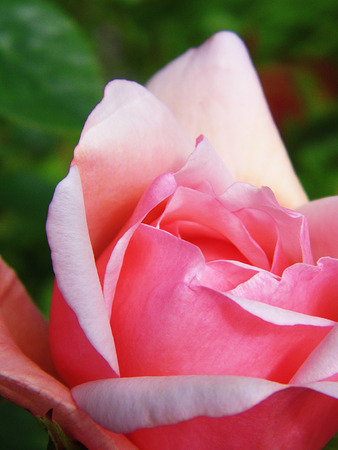 Pink roseの写真素材