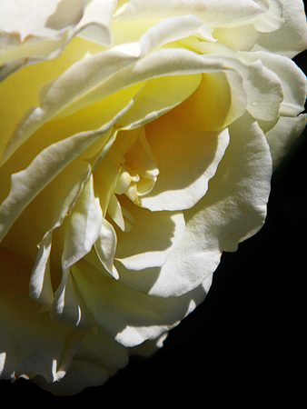 Roseの写真素材