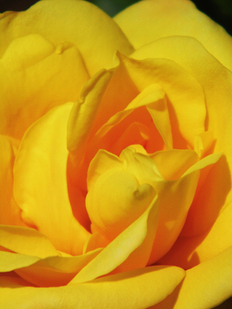 Yellow rose.の写真素材