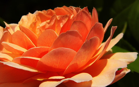 red rose.の写真素材