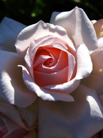 Roseの写真素材