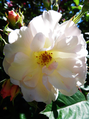 Roseの写真素材