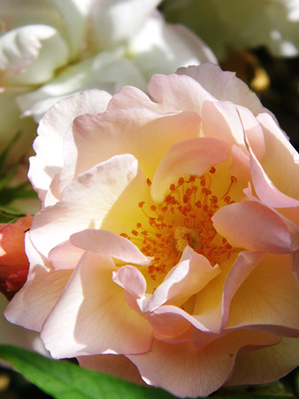 Roseの写真素材