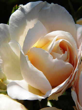 Roseの写真素材