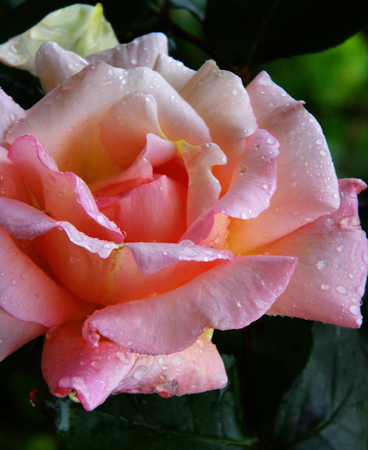 Pink roseの写真素材