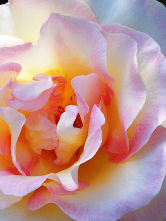 Roseの写真素材