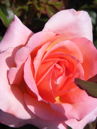 Pink roseの写真素材