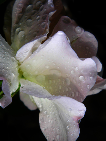 Roseの写真素材