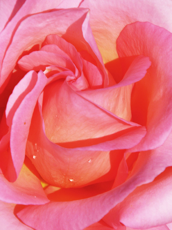 Pink rose closeup.の写真素材