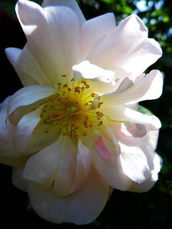 Roseの写真素材