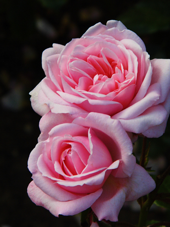 Pink roses.の写真素材