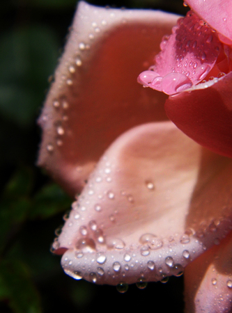 Roseの写真素材