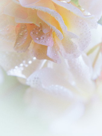 Roseの写真素材