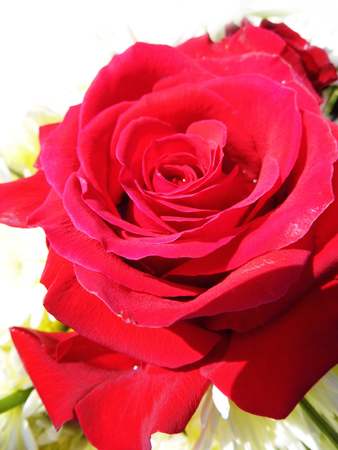 red rose.の写真素材