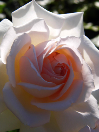 Roseの写真素材