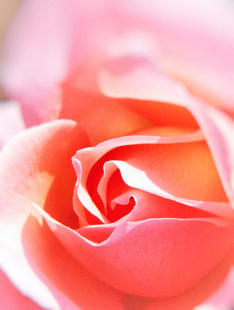 Roseの写真素材