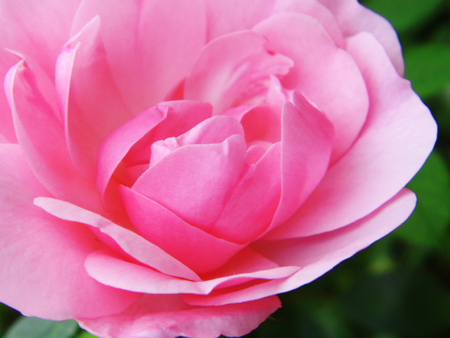 Pink rose closeup.の写真素材
