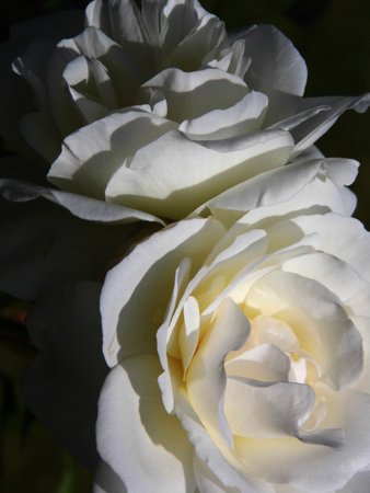Roseの写真素材