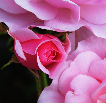 Pink rose closeup.の写真素材