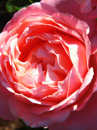 Roseの写真素材