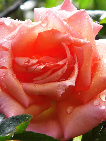 Roseの写真素材